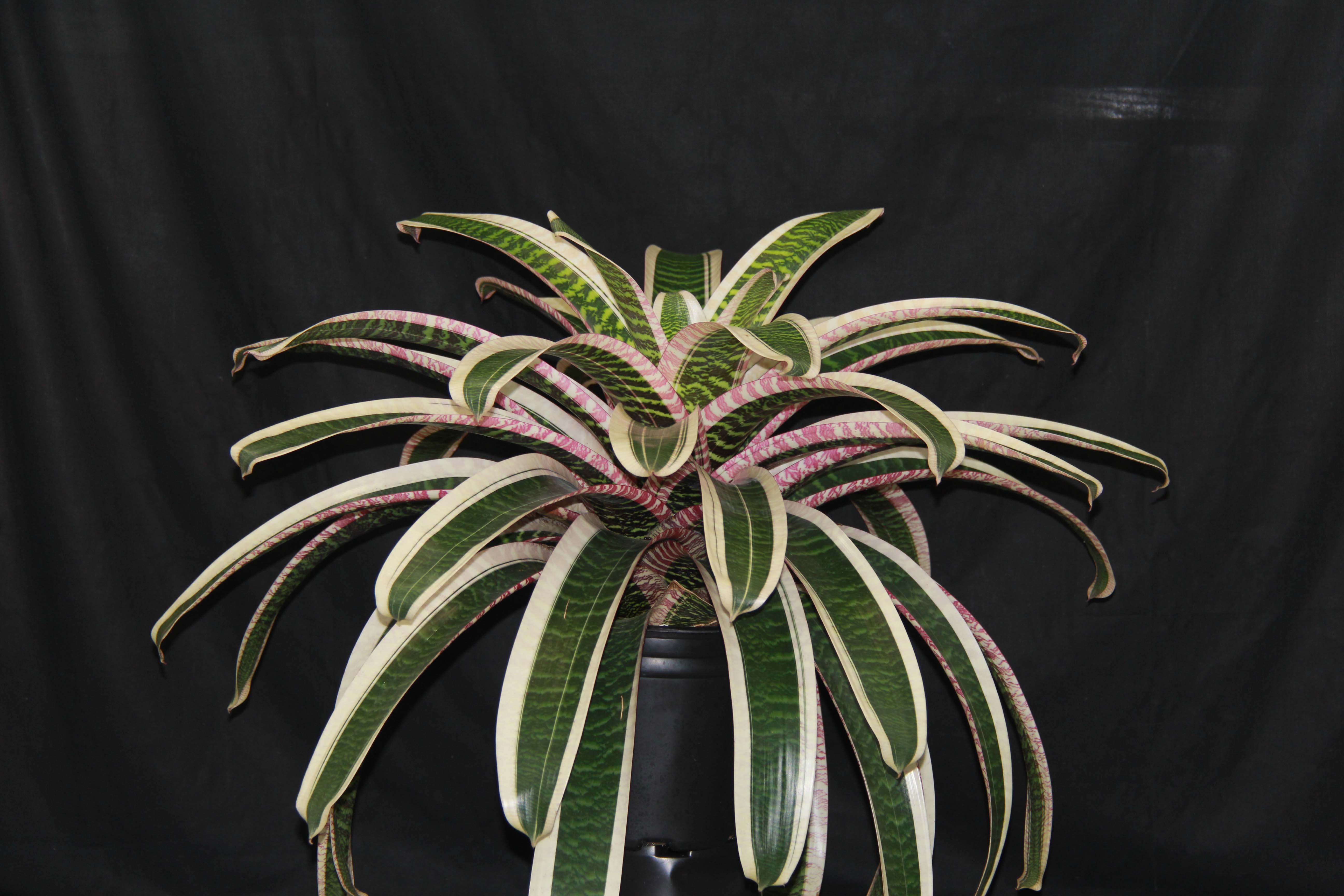 フリーセア アビゲイルジーン Vriesea 'Abigail Jean' | Fantastic Gardens Hawaii